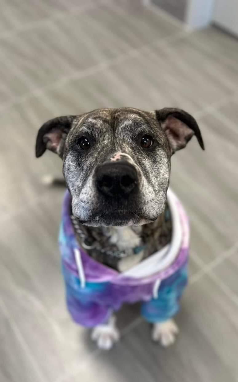 Berta, a Adoptable mixed breed in Lively, ON image 3/4