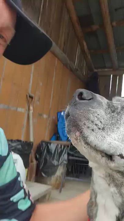 Enlarge Berta, a Adoptable mixed breed in Lively, ON video 4/4