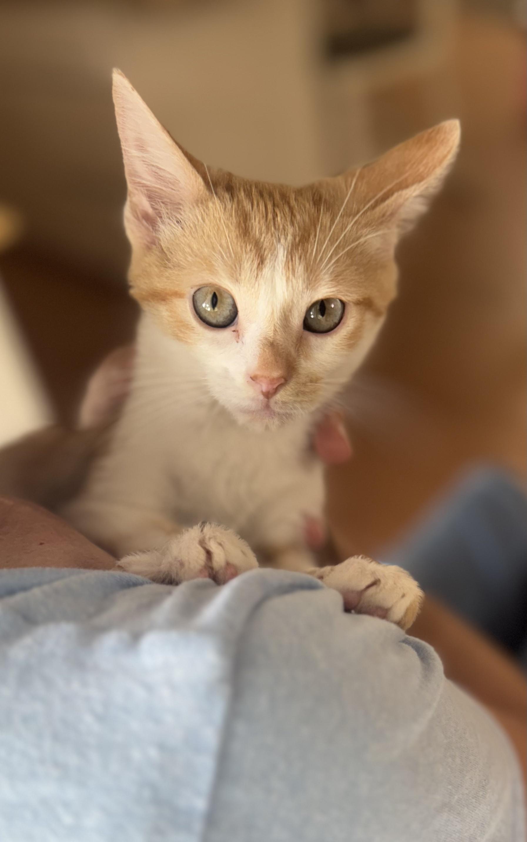 Peaches