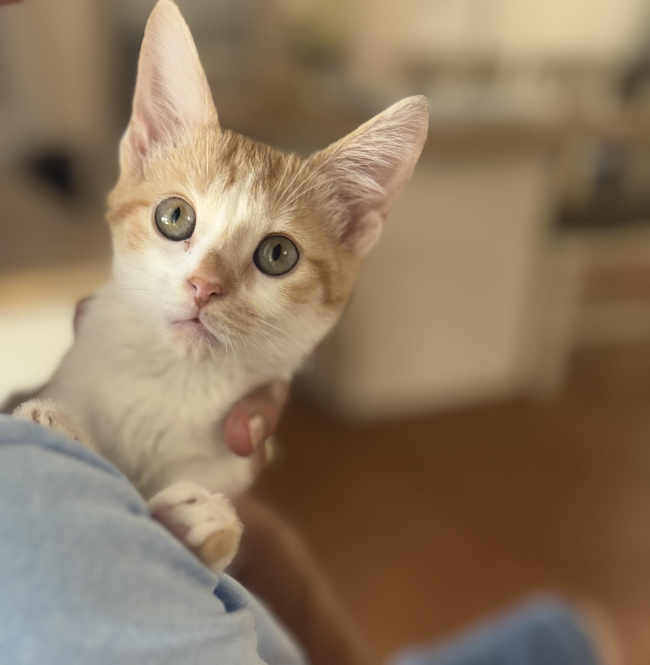 Peaches