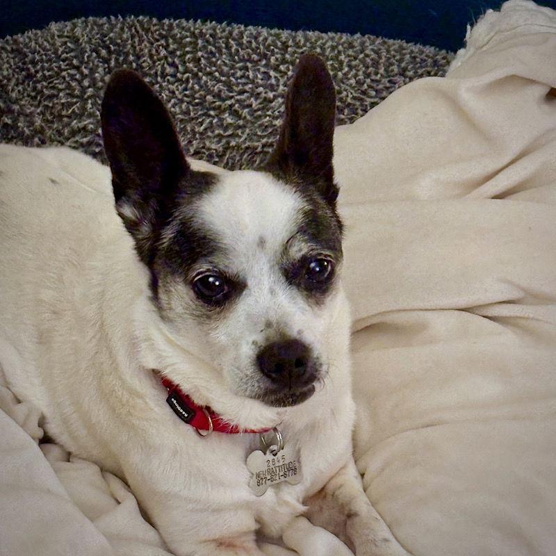 Enlarge Jazz (VA), a Adoptable mixed breed in Atlanta, GA image 3/3