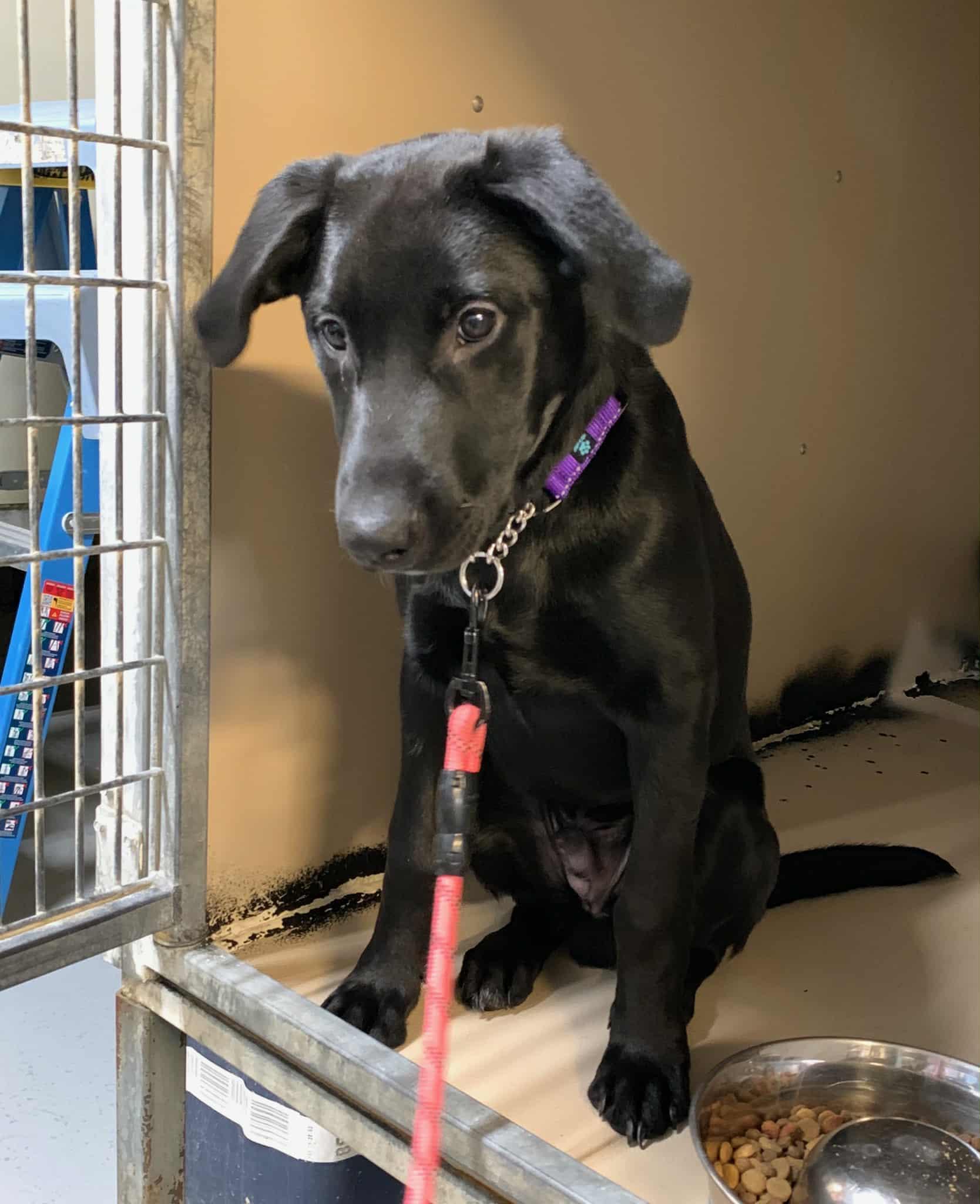 Enlarge Freddie, a ADOPTABLE Black Labrador Retriever in Bethel, AK image 1/1