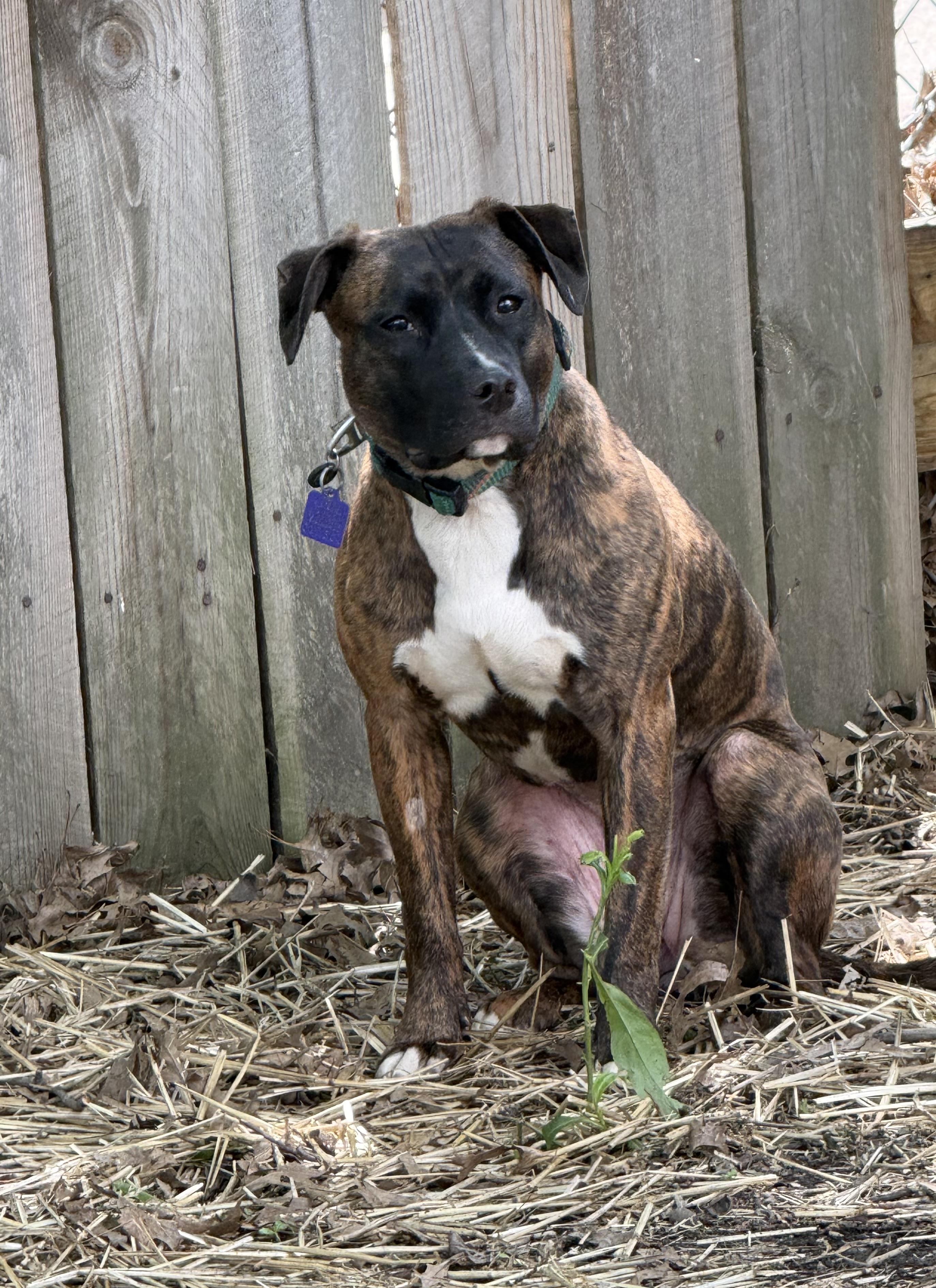 Boo (in a FOSTER home), a ADOPTABLE mixed breed in Springfield, IL image 2/5