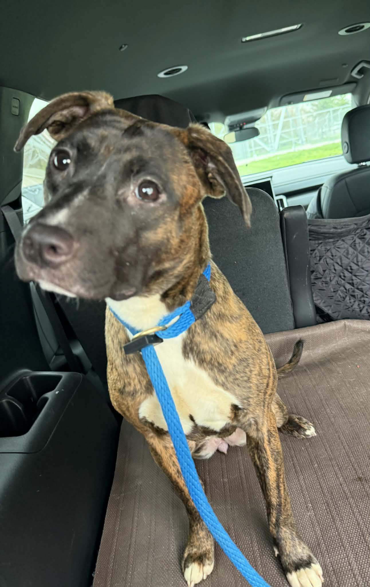 Boo (in a FOSTER home), a ADOPTABLE mixed breed in Springfield, IL image 5/5