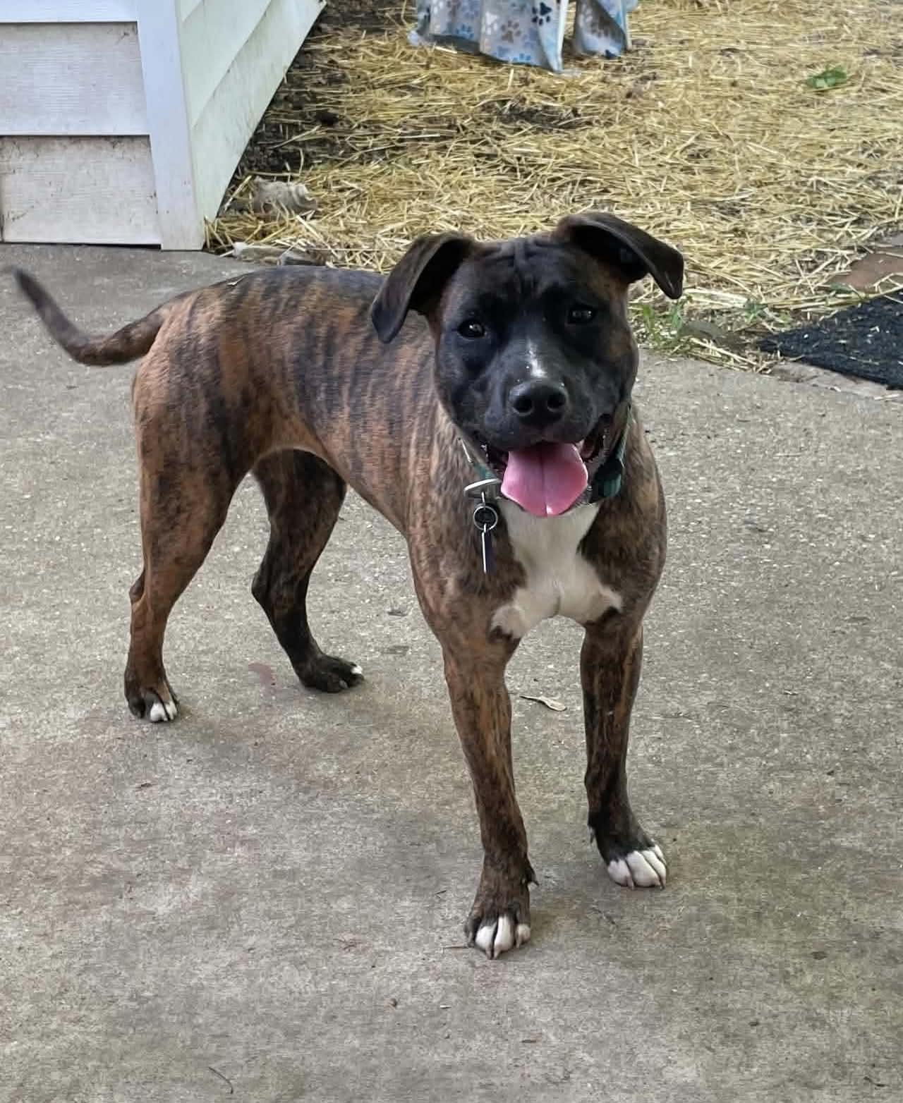 Boo (in a FOSTER home), ADOPTABLE, Young Female Pit Bull Terrier.