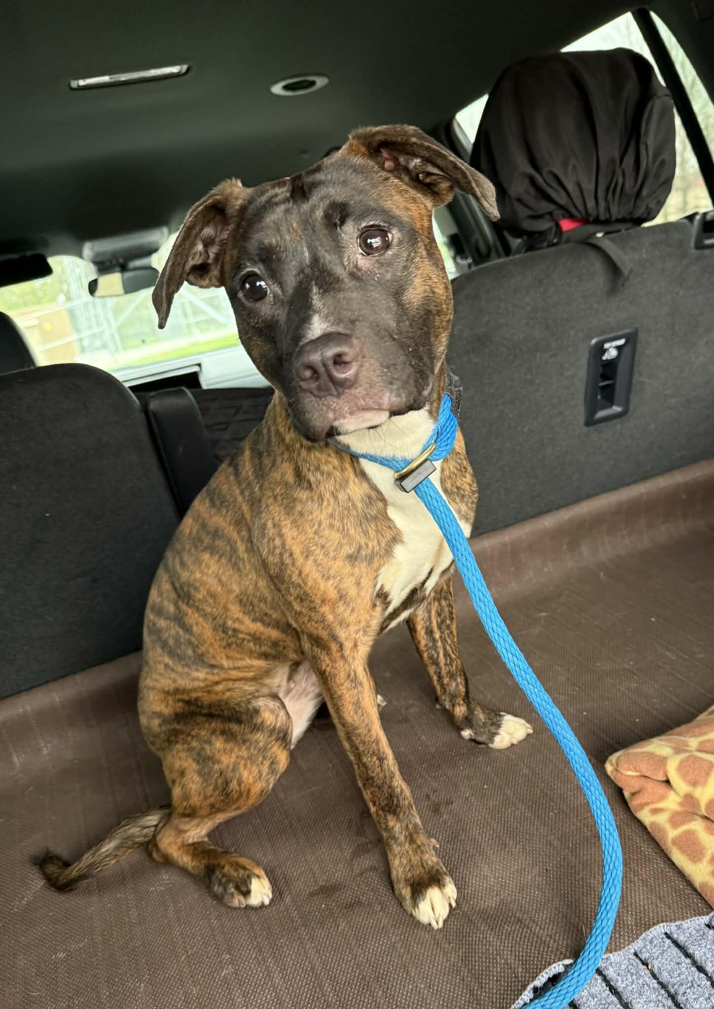 Boo (in a FOSTER home), a ADOPTABLE mixed breed in Springfield, IL image 4/5
