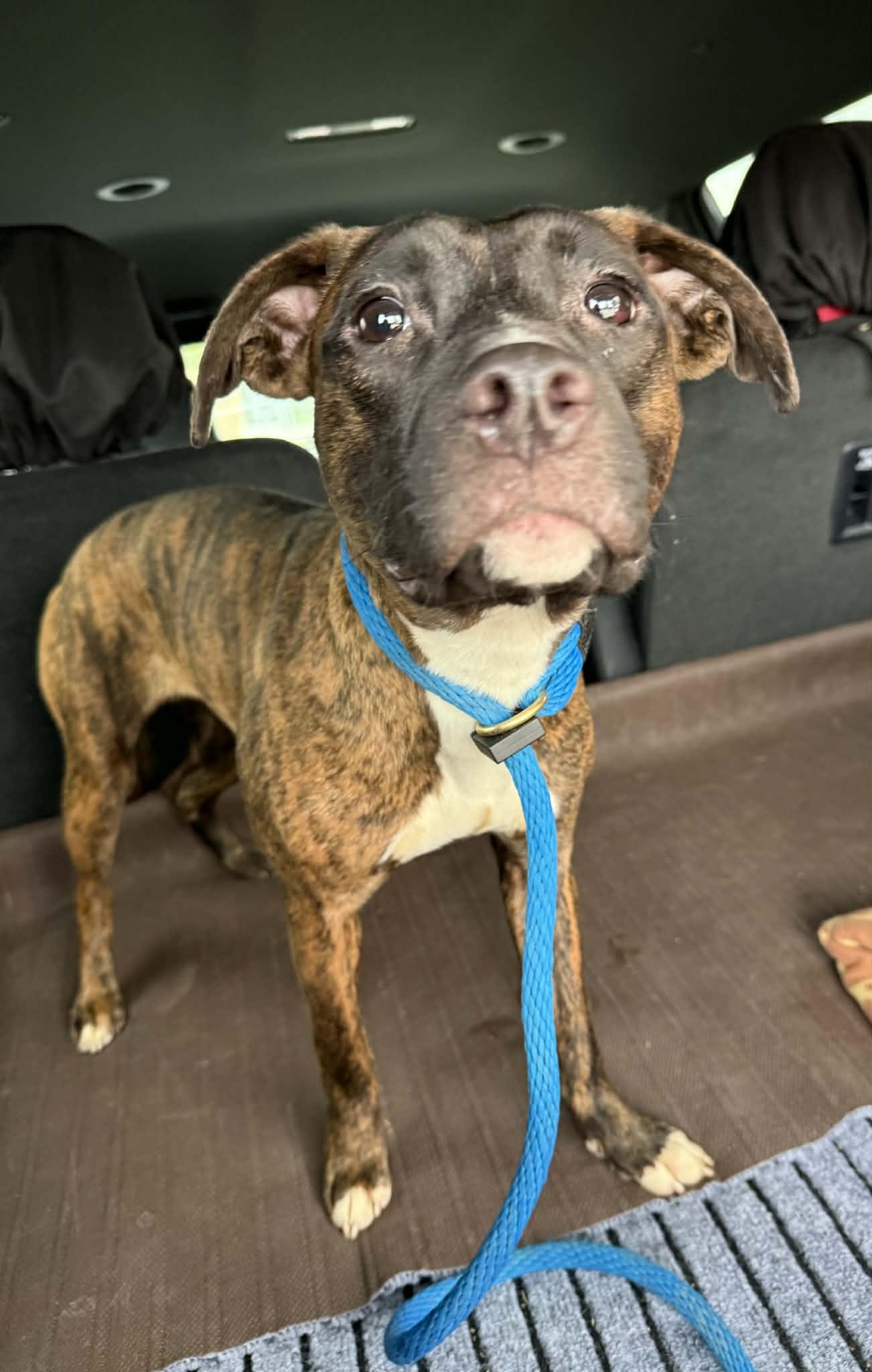 Boo (in a FOSTER home), a ADOPTABLE mixed breed in Springfield, IL image 3/5