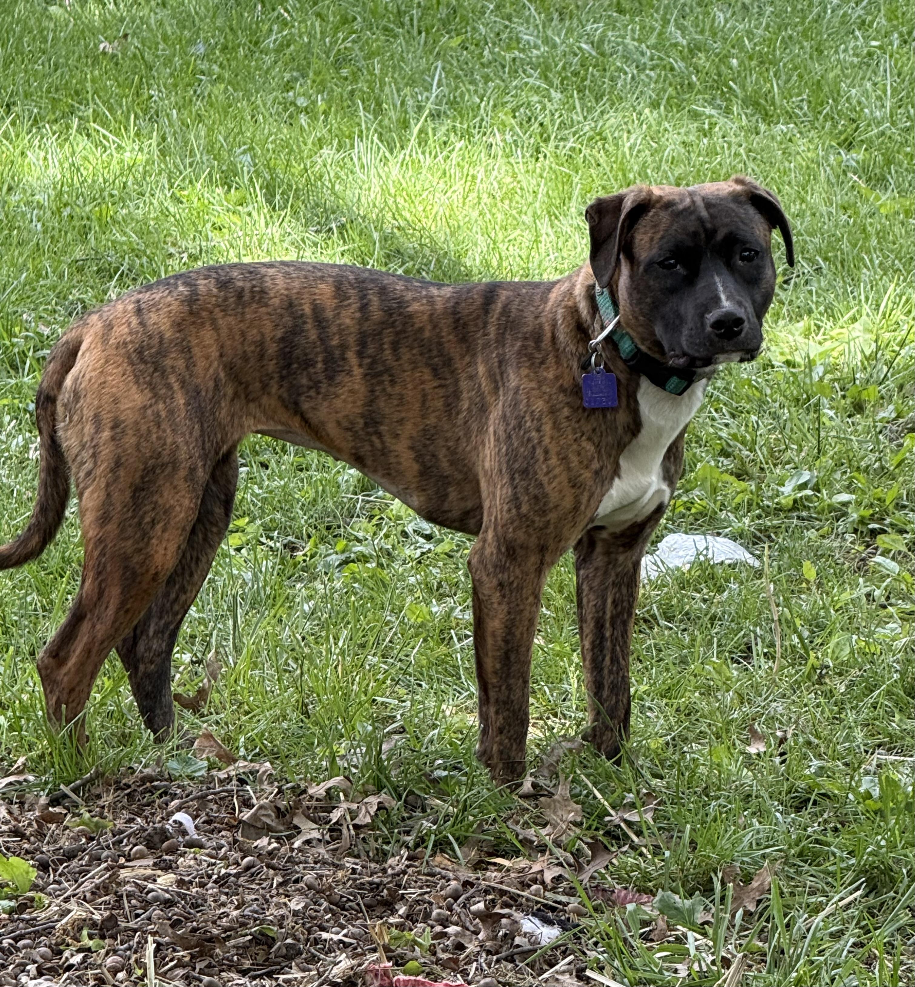 Boo (in a FOSTER home), ADOPTABLE, Young Female Pit Bull Terrier.