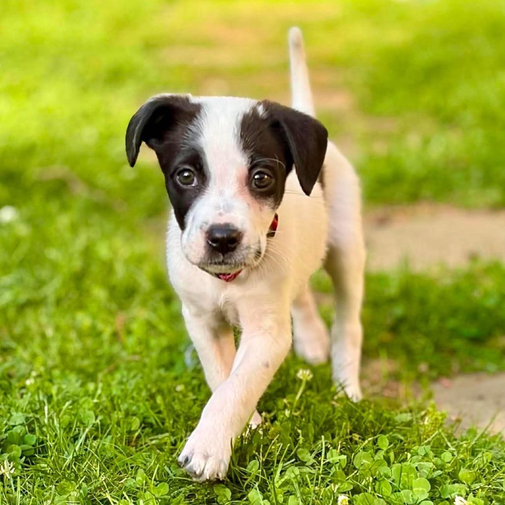 Fara, Adoptable, Puppy Female Pit Bull Terrier & Mixed Breed.