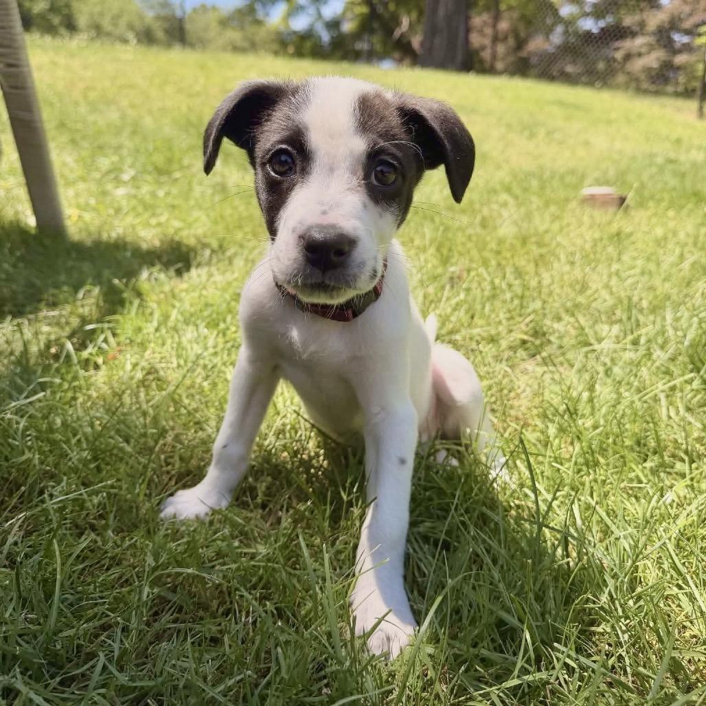 Fara, a Adoptable mixed breed in Griswold, CT image 2/5