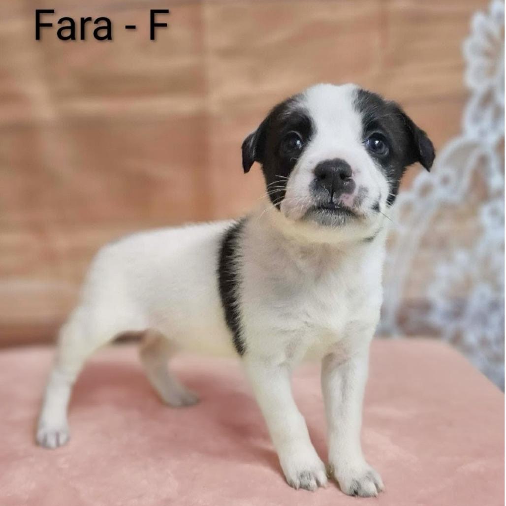 Enlarge Fara, a Adoptable mixed breed in Griswold, CT image 1/1