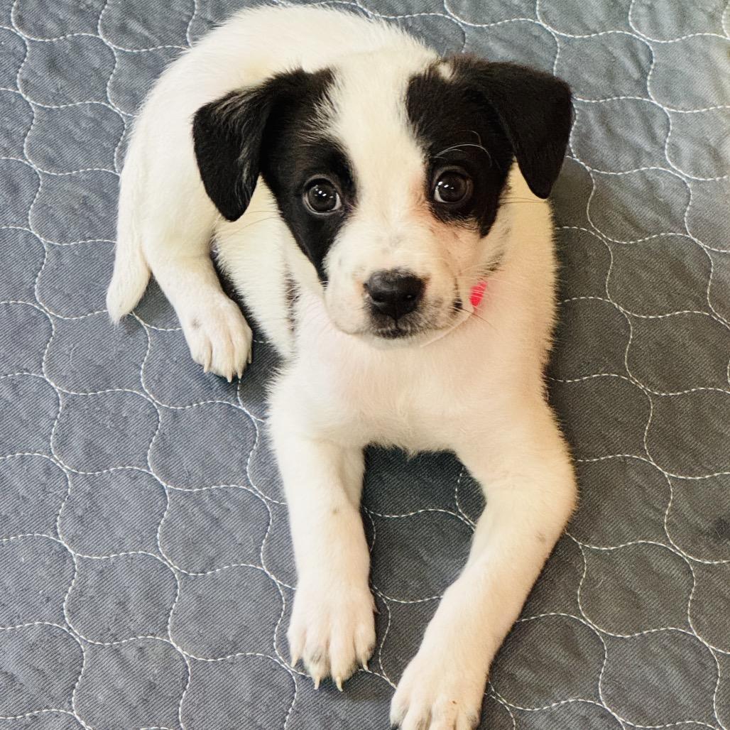 Fara, a Adoptable mixed breed in Griswold, CT image 4/5