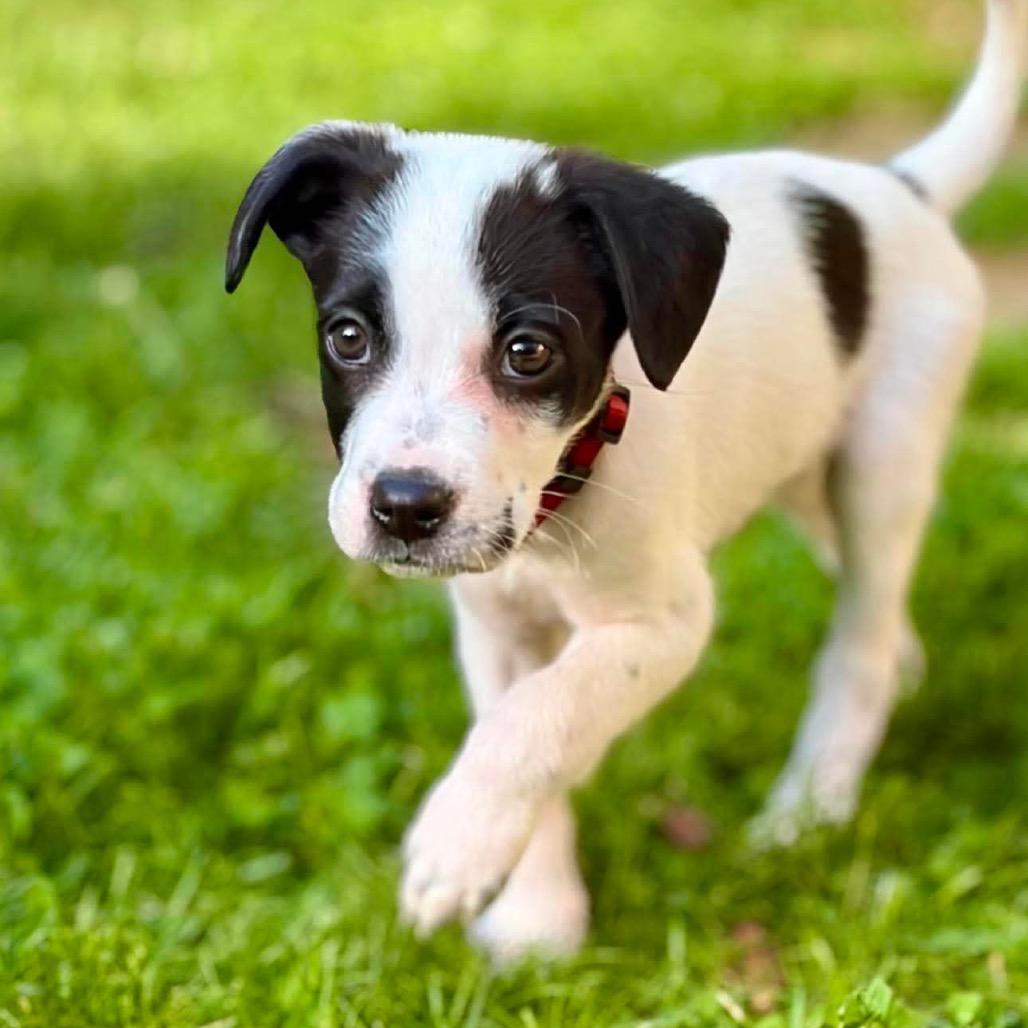 Fara, a Adoptable mixed breed in Griswold, CT image 5/5