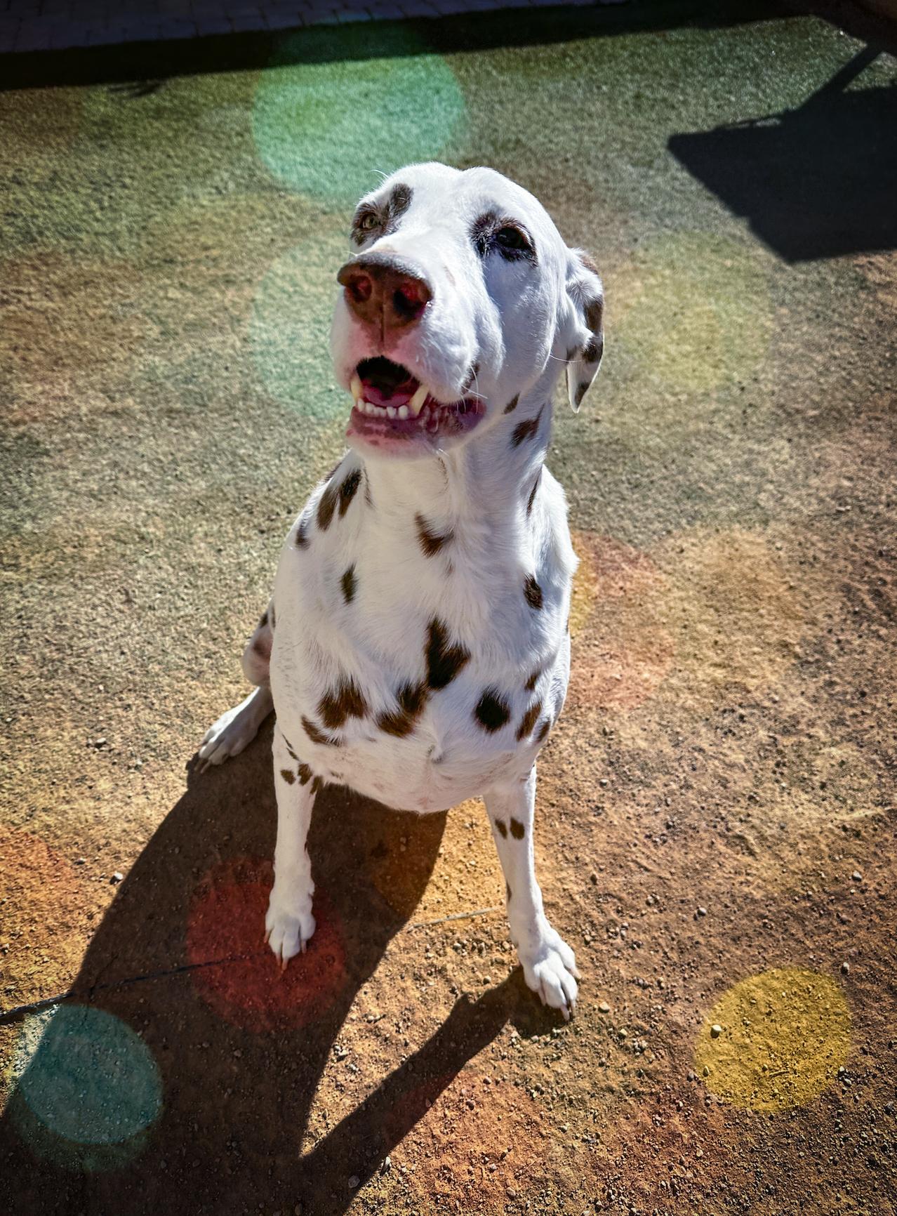 Enlarge Sawyer, an adoptable Dalmatian in North Las Vegas, NV image 2/2