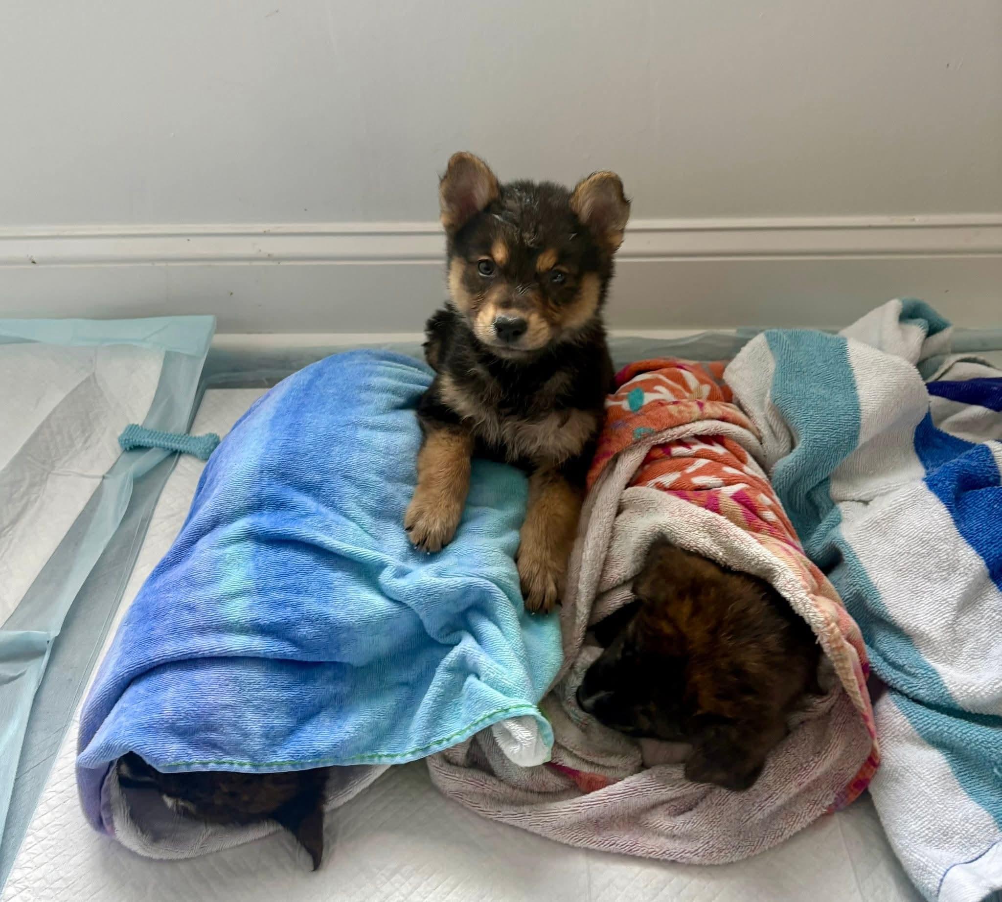 Enlarge Carly , an adopted mixed breed in Collingswood, NJ image 3/4