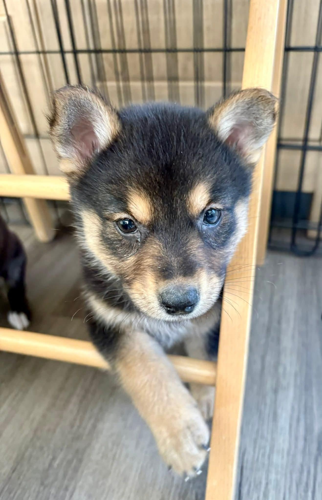 Carly , adopted, Puppy Female Australian Shepherd & Mixed Breed.