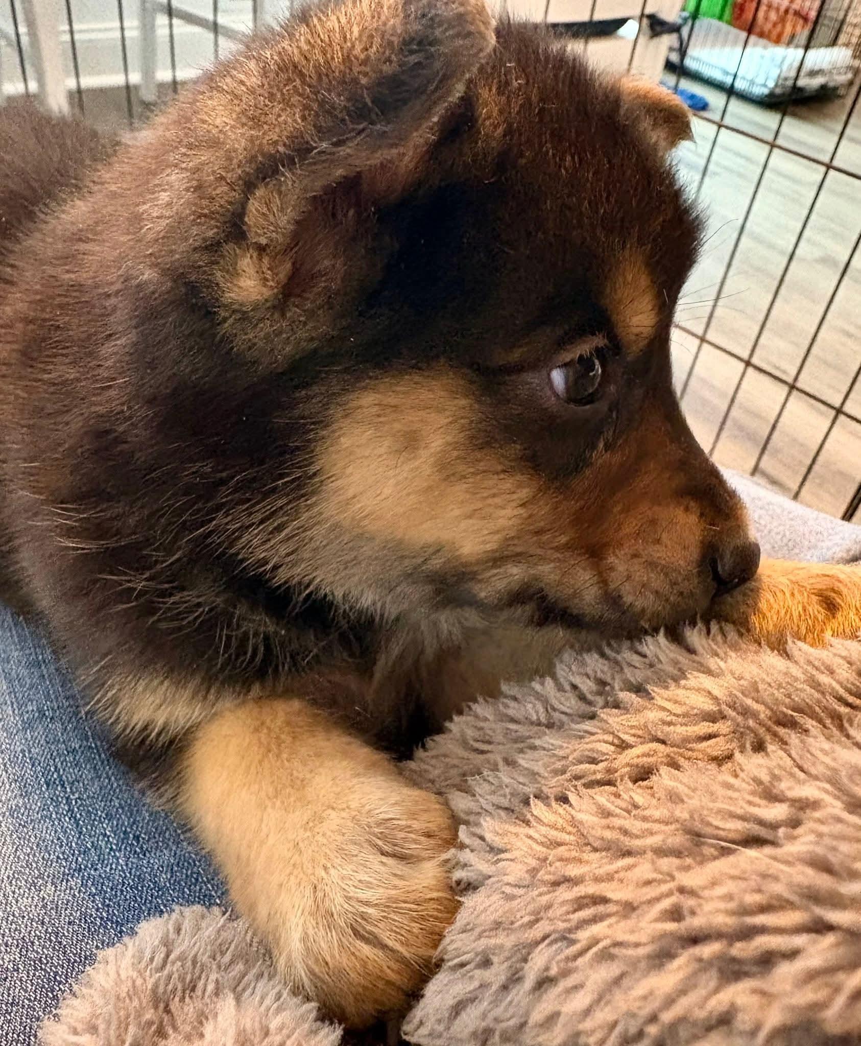 Enlarge Carly , an adopted mixed breed in Collingswood, NJ image 4/4