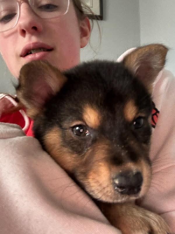 Enlarge Carly , an adopted mixed breed in Collingswood, NJ image 2/4