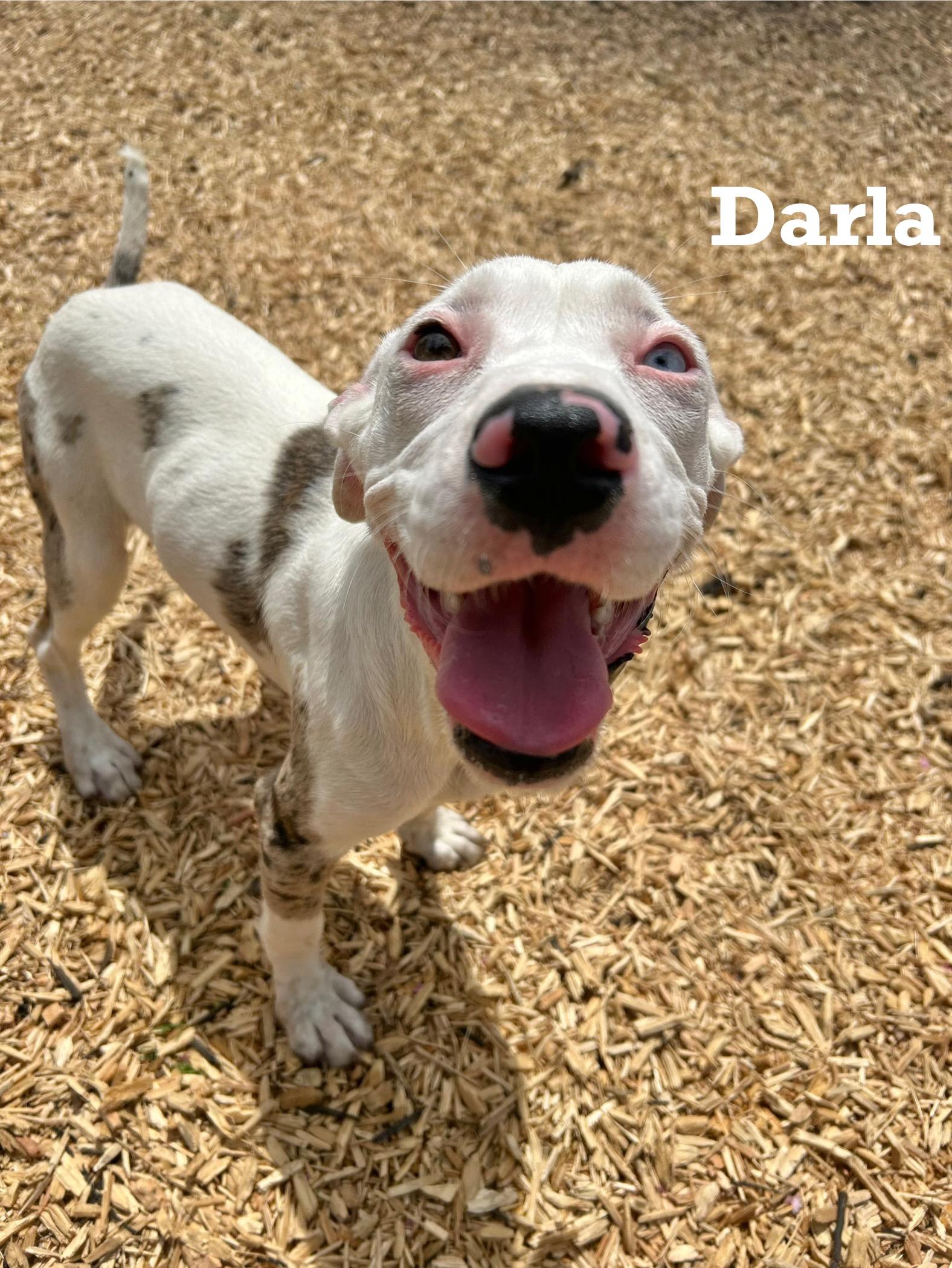 Darla
