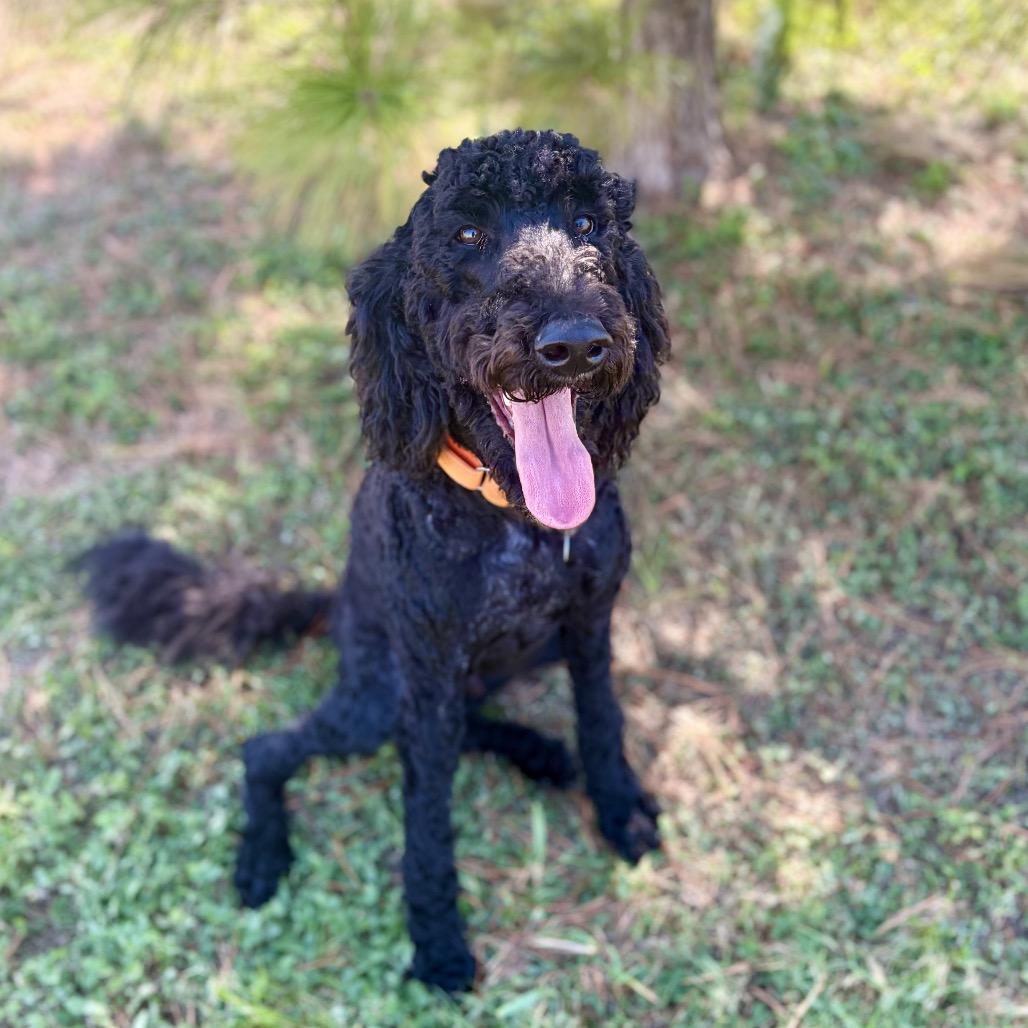 Enlarge Bruce, a ADOPTABLE Goldendoodle in Temple, TX image 3/4