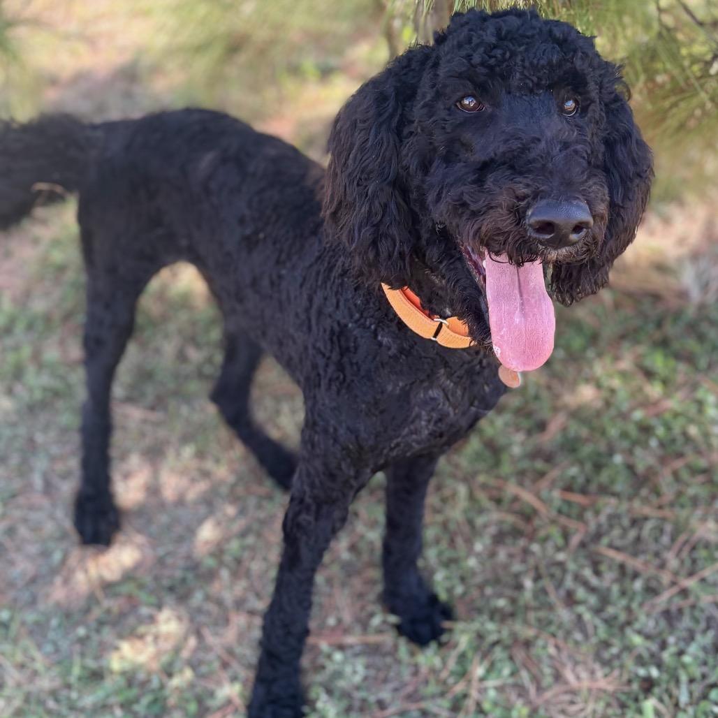 Enlarge Bruce, a ADOPTABLE Goldendoodle in Temple, TX image 4/4