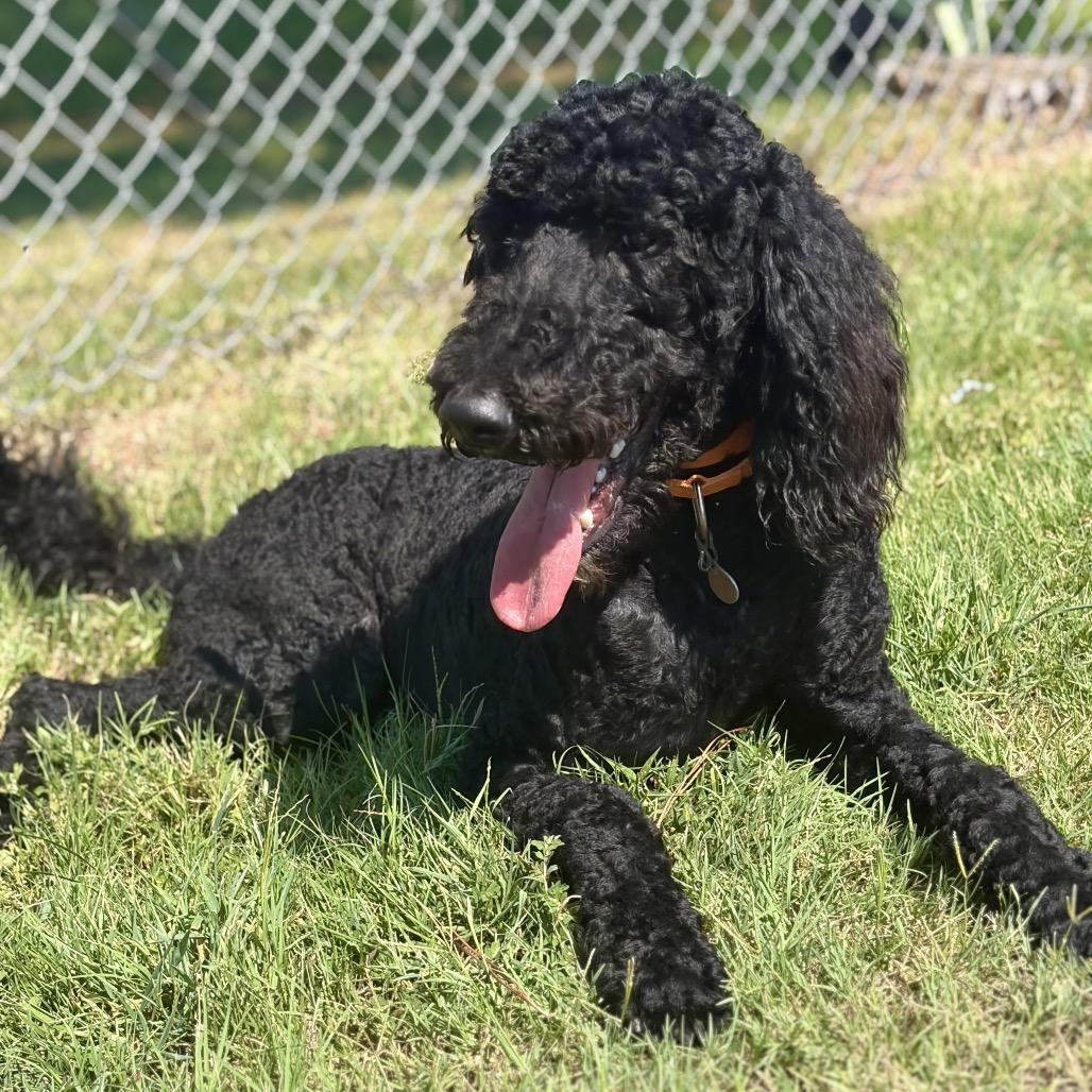Bruce, ADOPTABLE, Young Male Goldendoodle.