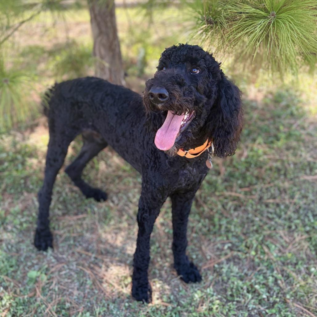 Enlarge Bruce, a ADOPTABLE Goldendoodle in Temple, TX image 2/4