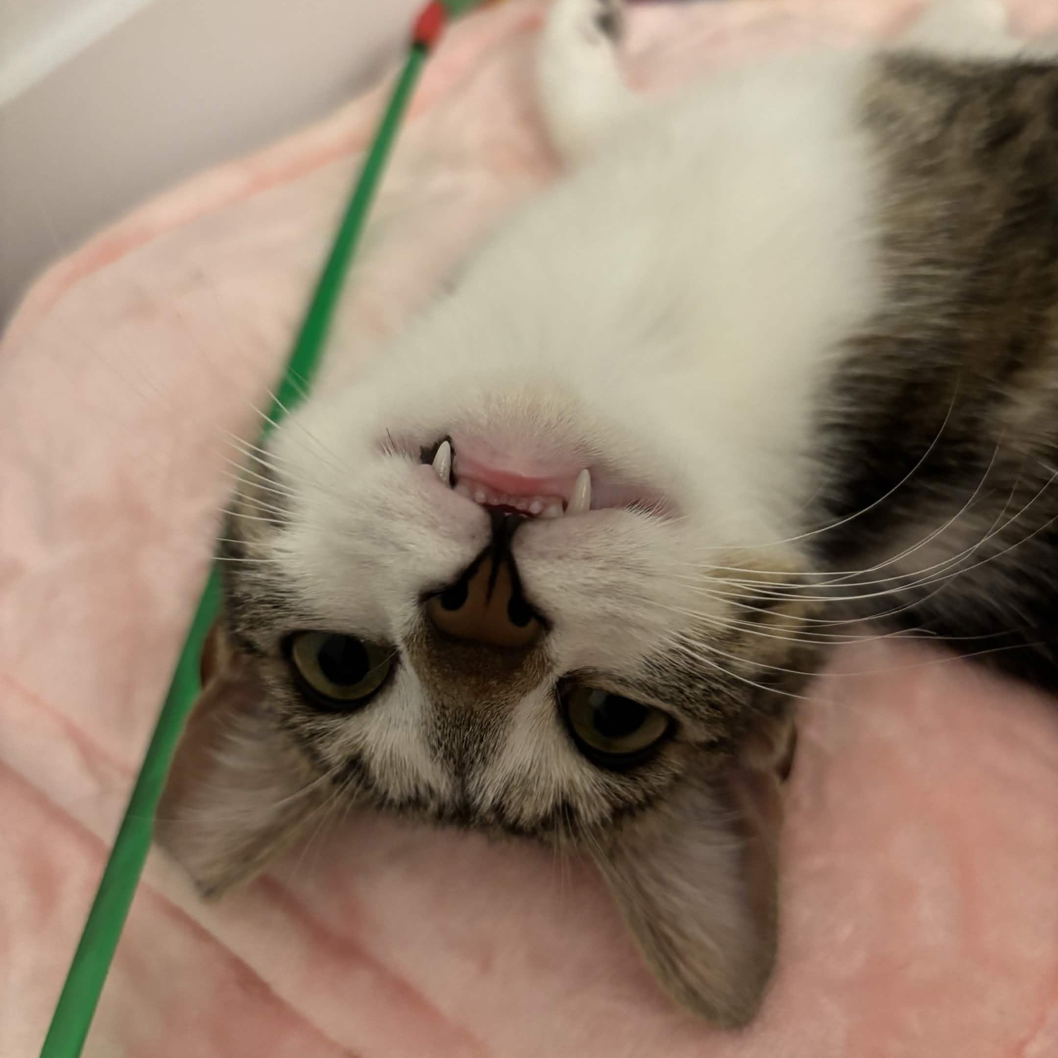 Enlarge Kevin, a Adoptable Domestic Short Hair in Weehawken, NJ image 6/6