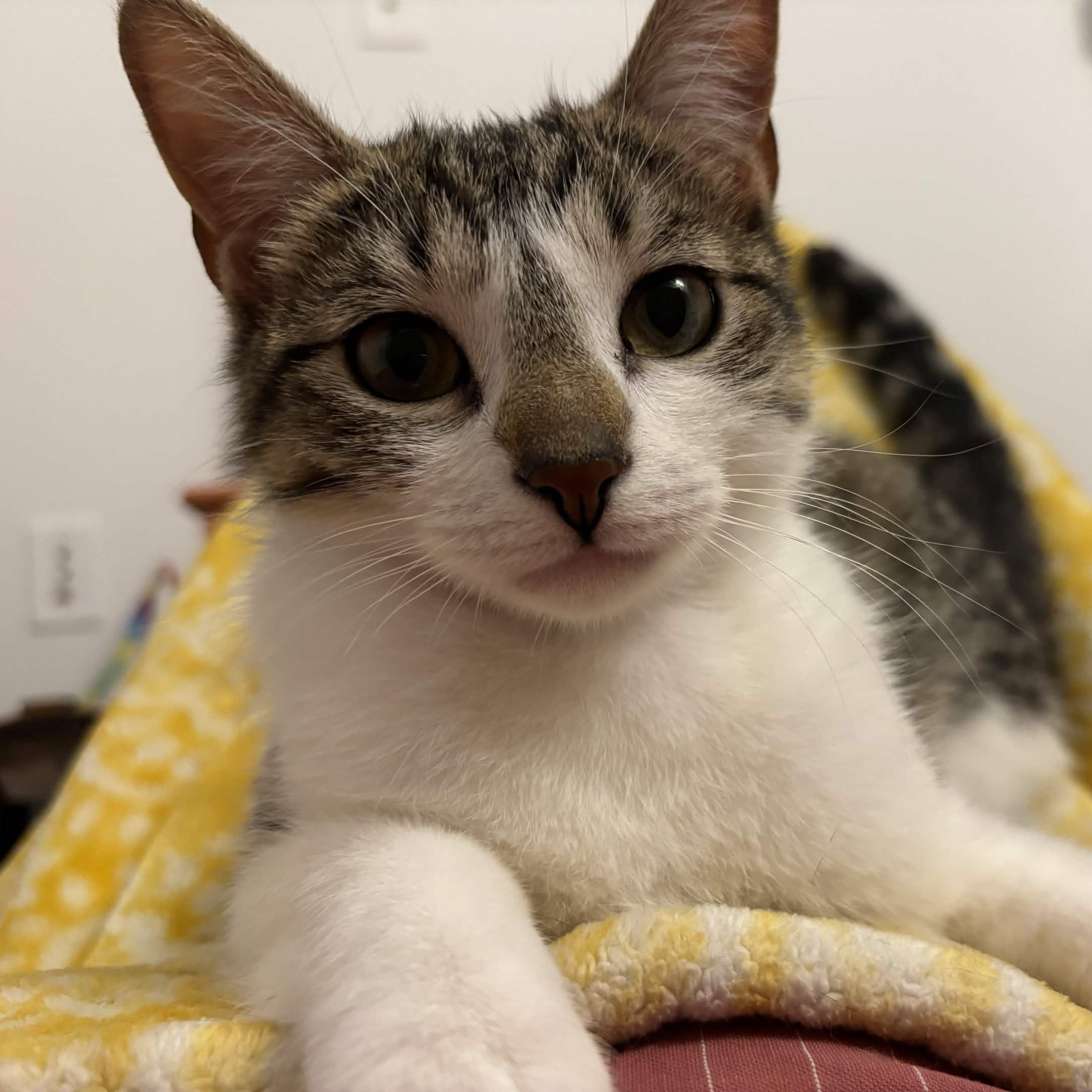 Enlarge Kevin, a Adoptable Domestic Short Hair in Weehawken, NJ image 2/6