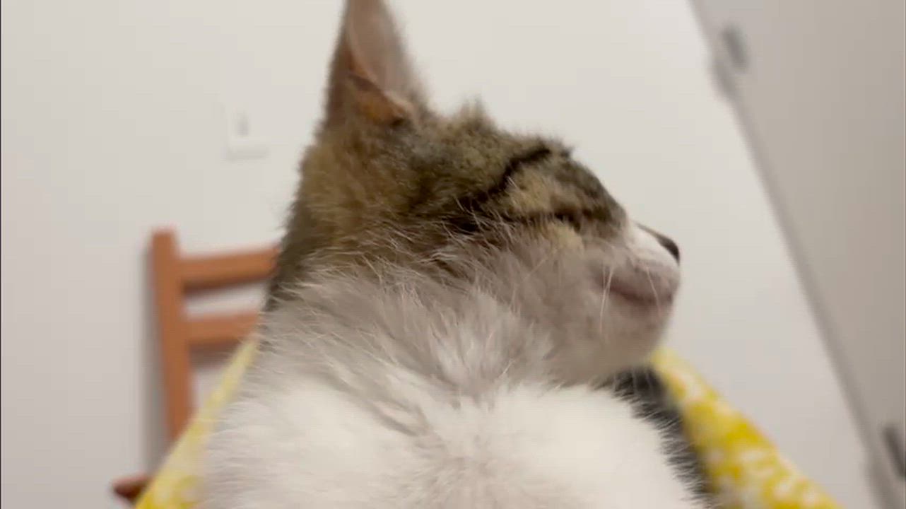 Enlarge Kevin, a Adoptable Domestic Short Hair in Weehawken, NJ video 5/6