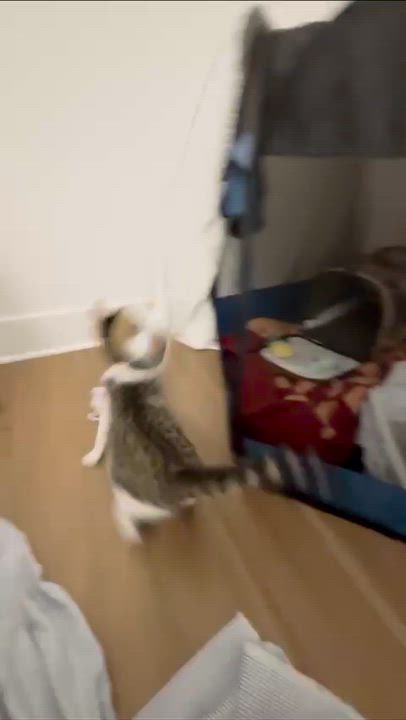 Enlarge Kevin, a Adoptable Domestic Short Hair in Weehawken, NJ video 4/6