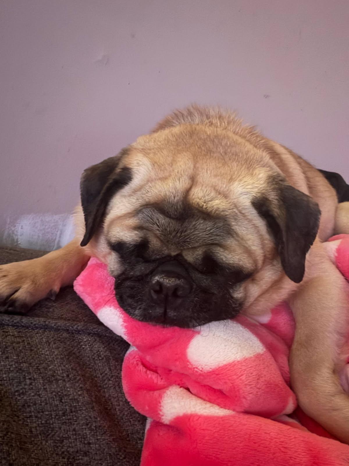 Enlarge Luke, a ADOPTABLE Pug in Scranton, PA image 5/6