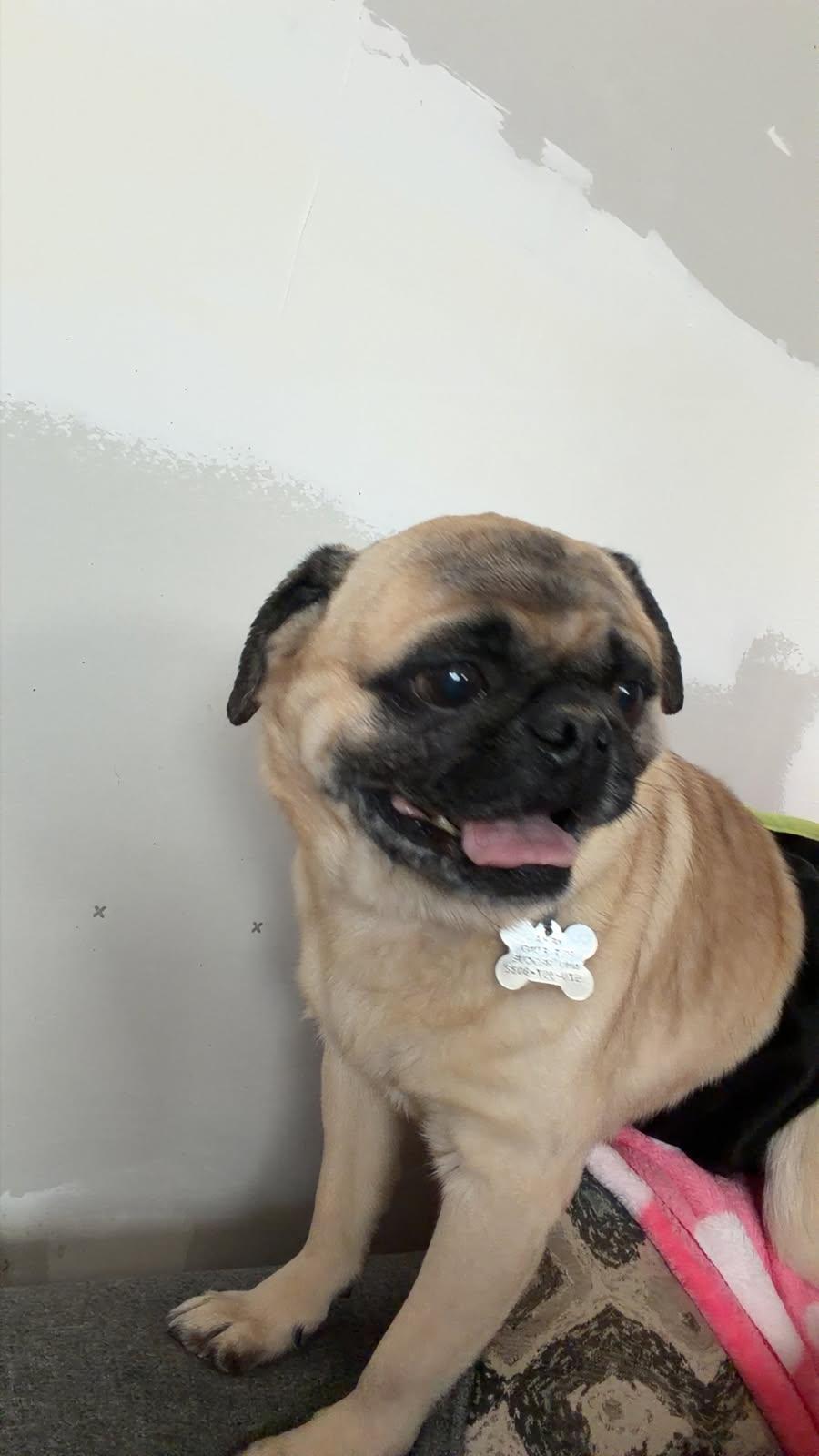 Enlarge Luke, a ADOPTABLE Pug in Scranton, PA image 2/6