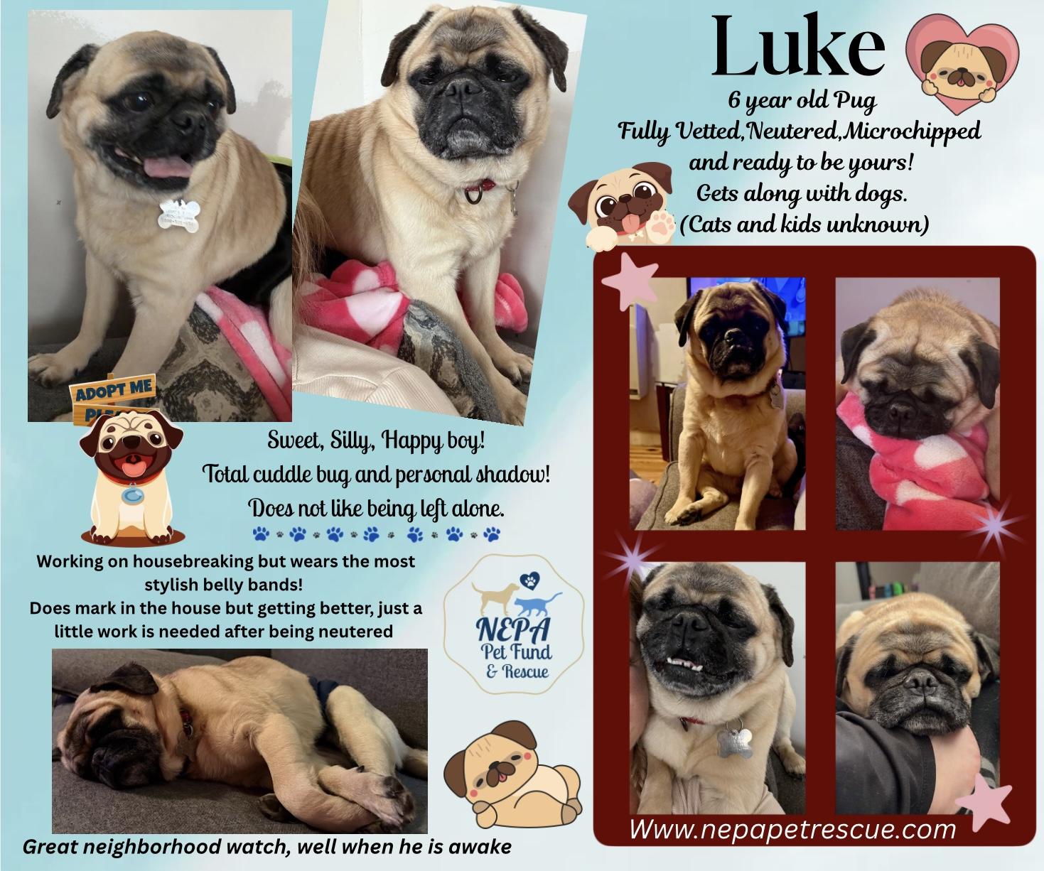Luke, ADOPTABLE, Adult Male Pug.