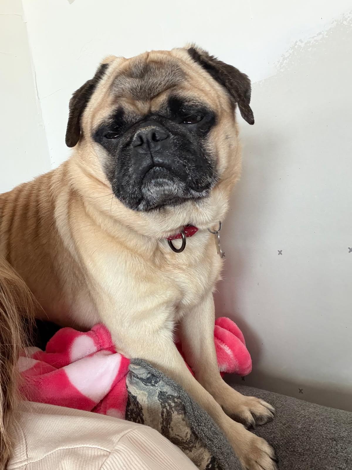 Enlarge Luke, a ADOPTABLE Pug in Scranton, PA image 4/6