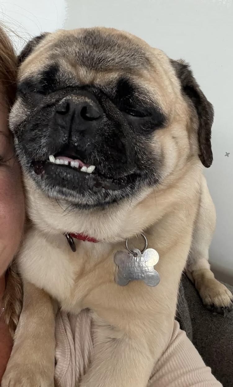 Enlarge Luke, a ADOPTABLE Pug in Scranton, PA image 3/6