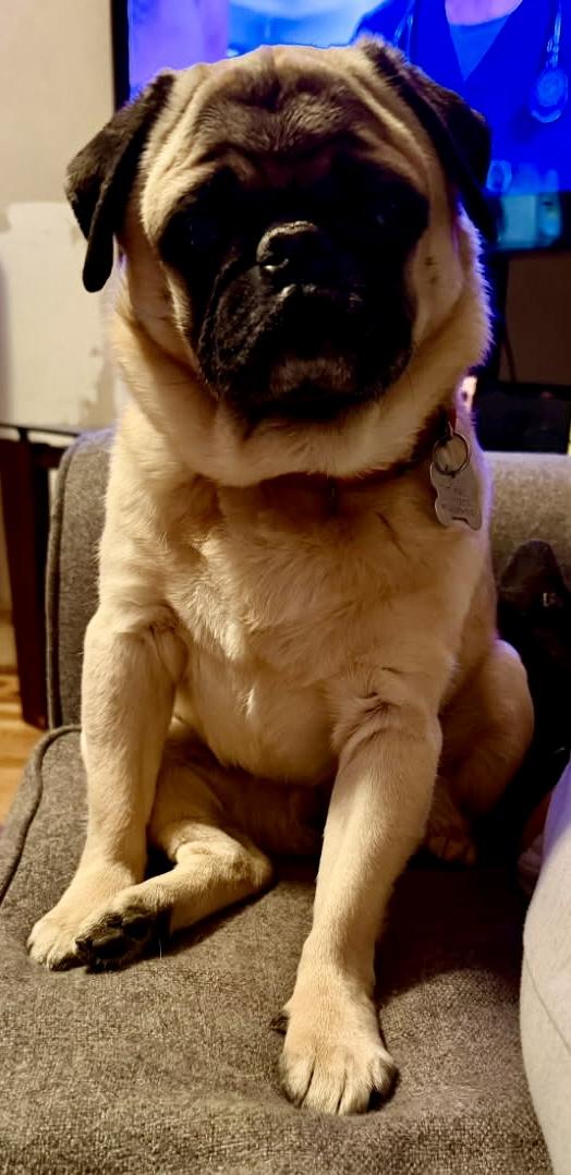 Enlarge Luke, a ADOPTABLE Pug in Scranton, PA image 6/6