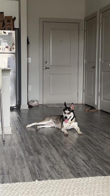 Enlarge LOLO, a Adoptable Siberian Husky in Haw River, NC image 1/1