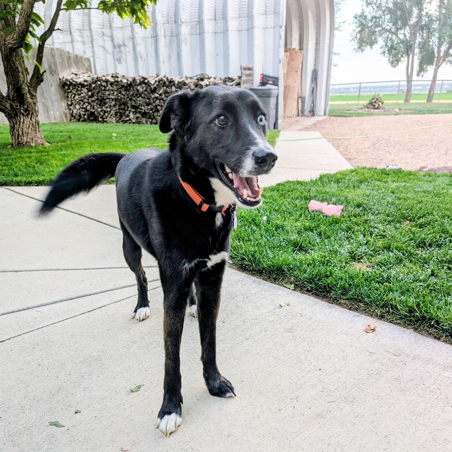 Jasper, Adoptable, Young Male Husky & Border Collie.