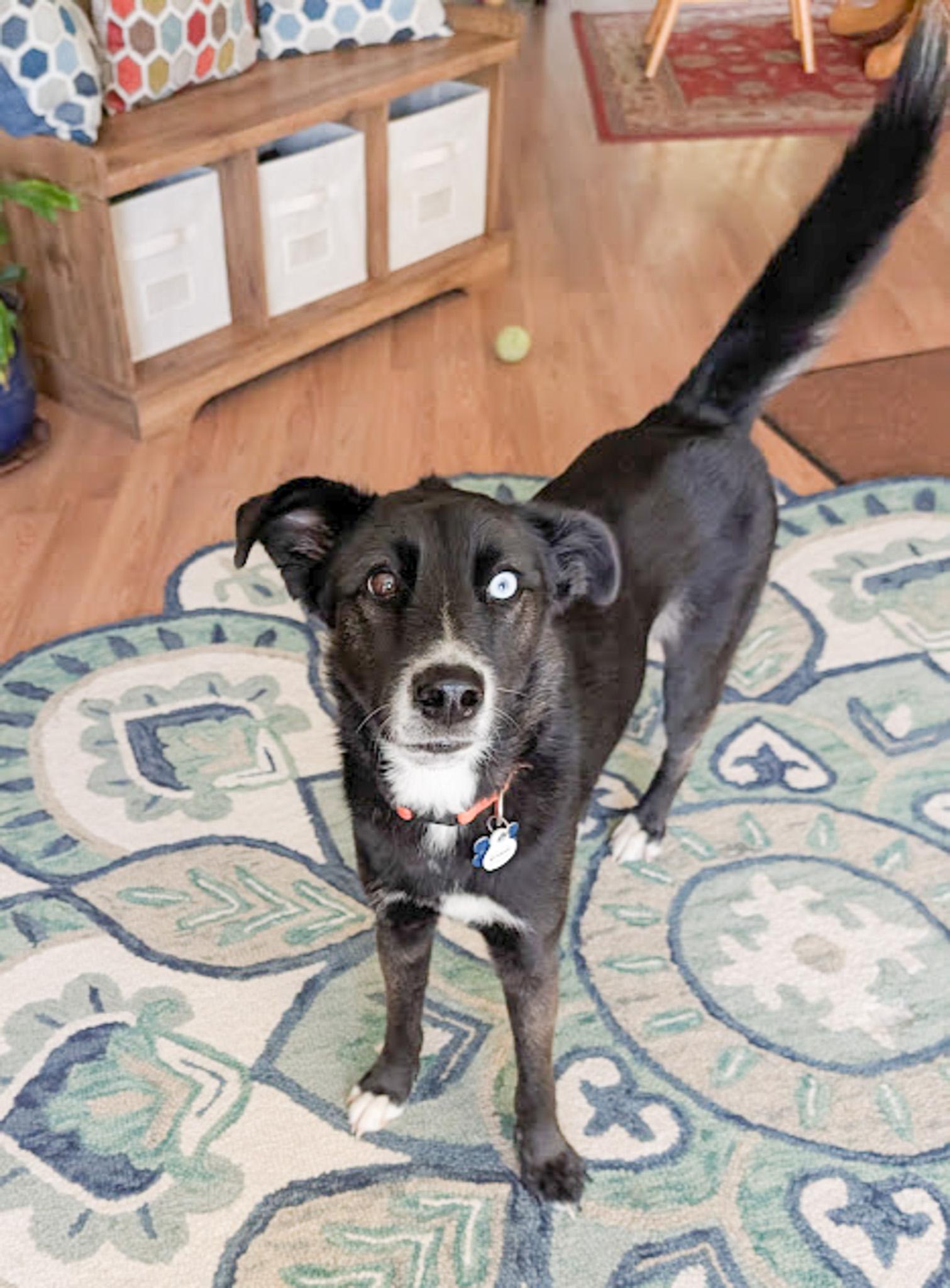 Jasper, Adoptable, Young Male Husky & Border Collie.