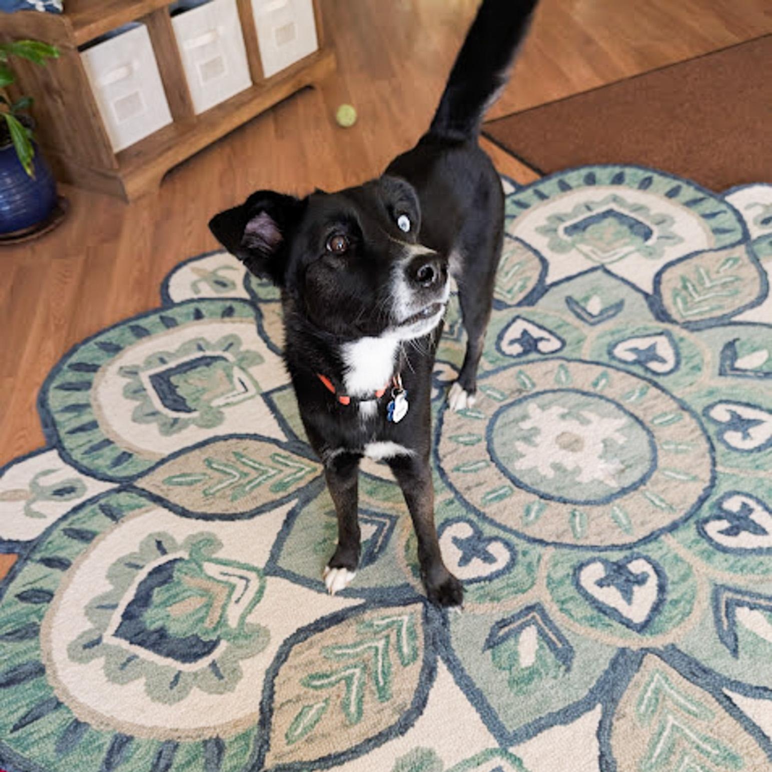 Enlarge Jasper, a Adoptable mixed breed in Broomfield, CO image 3/6