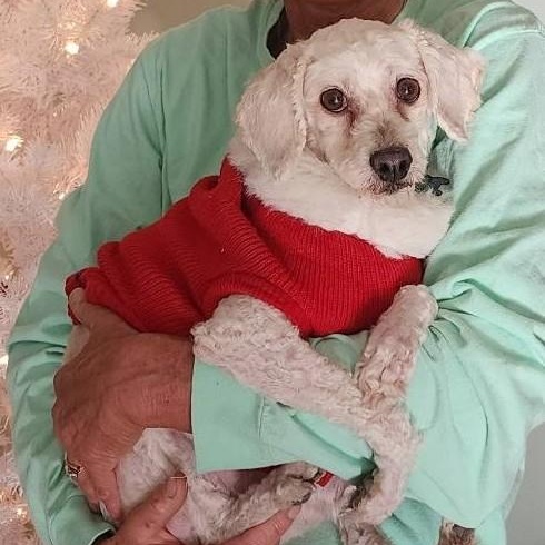 Enlarge DOLLY , a ADOPTABLE Miniature Poodle in Marana, AZ image 3/3