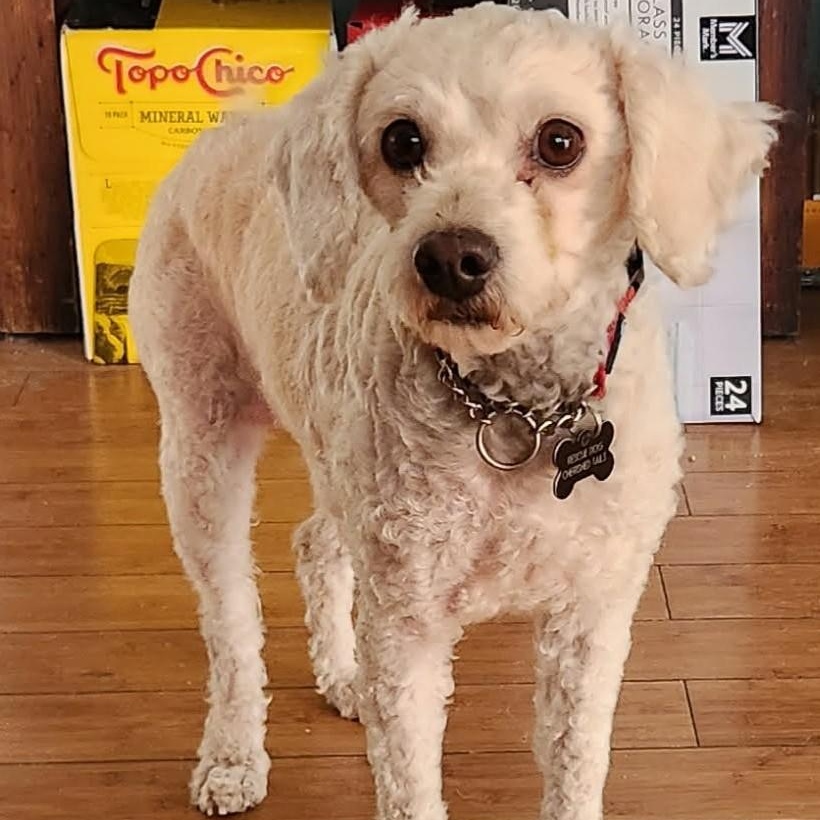 Enlarge DOLLY , a ADOPTABLE Miniature Poodle in Marana, AZ image 1/3