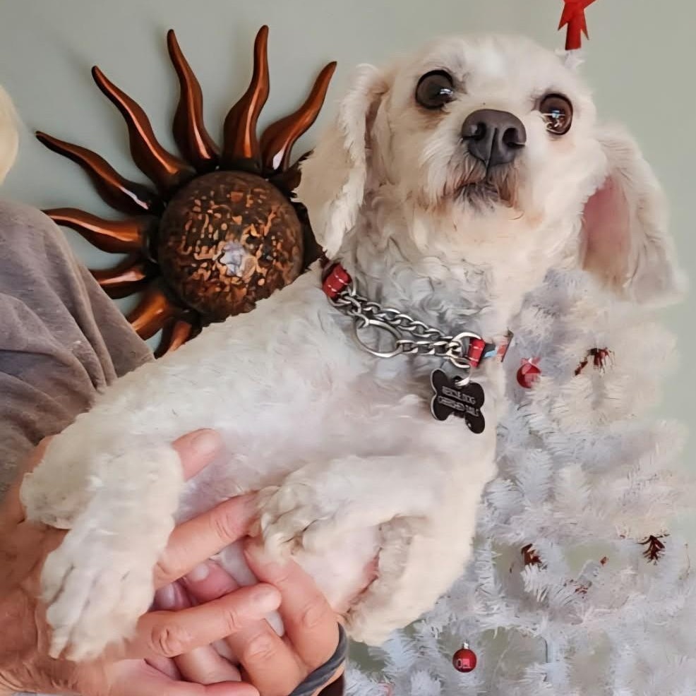 Enlarge DOLLY , a ADOPTABLE Miniature Poodle in Marana, AZ image 2/3