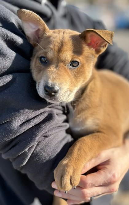 Nova2, Adoptable, Puppy Female Cattle Dog & Mixed Breed.
