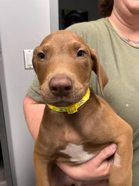 Hemmingway (Yellow), Adoptable, Puppy Male Mixed Breed.