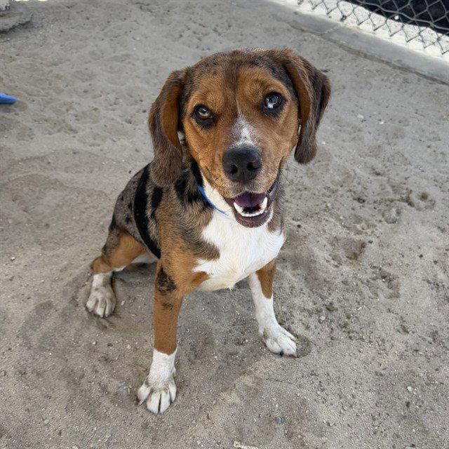 Truman, Adopted, Young Male Beagle & Catahoula Leopard Dog.