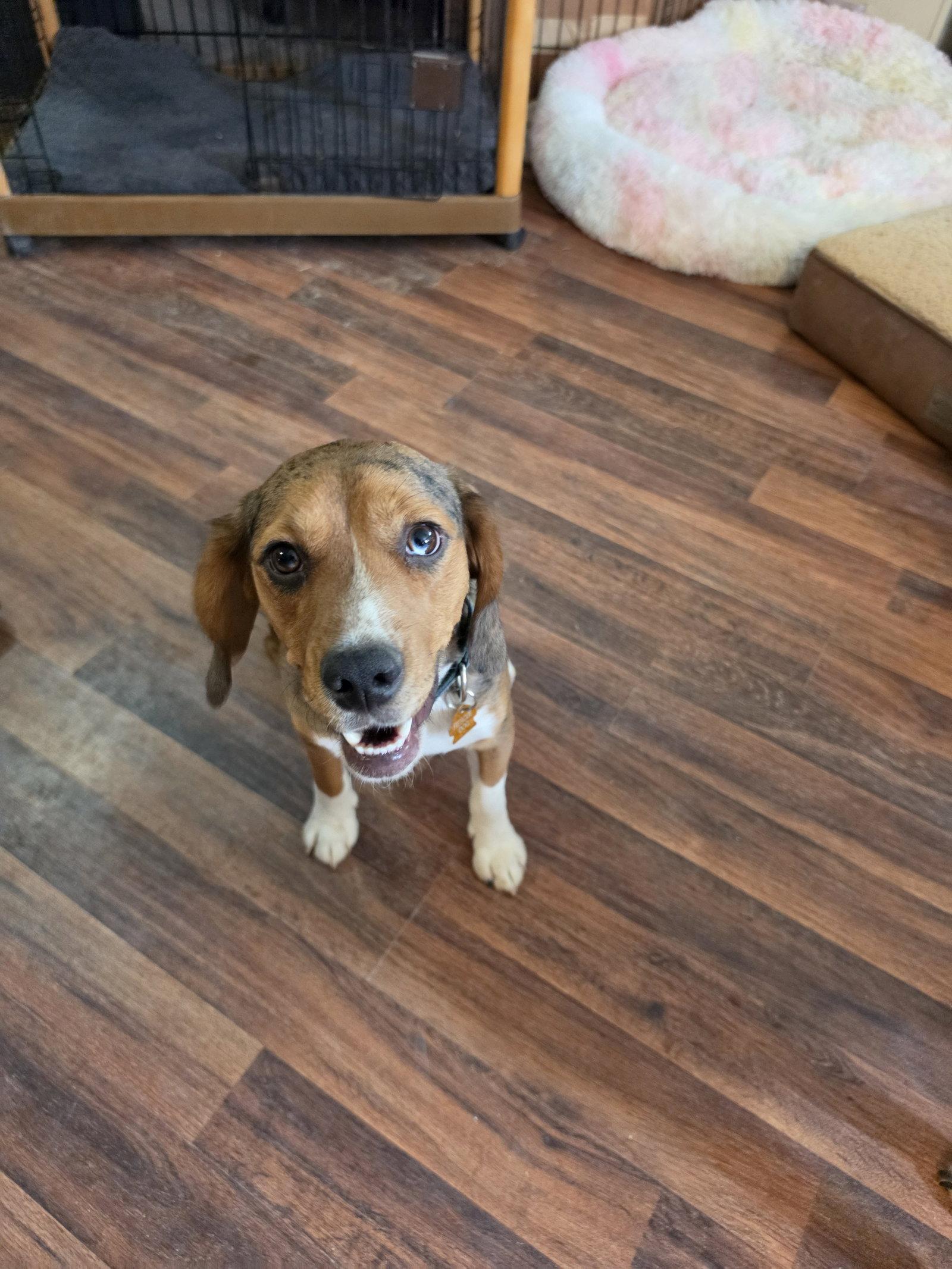 Truman, a Adopted mixed breed in Las Vegas, NV image 2/3