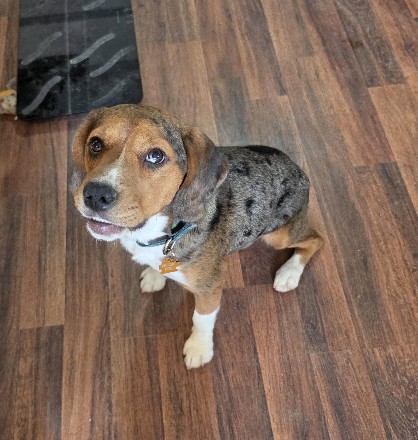 Truman, a Adopted mixed breed in Las Vegas, NV image 3/3