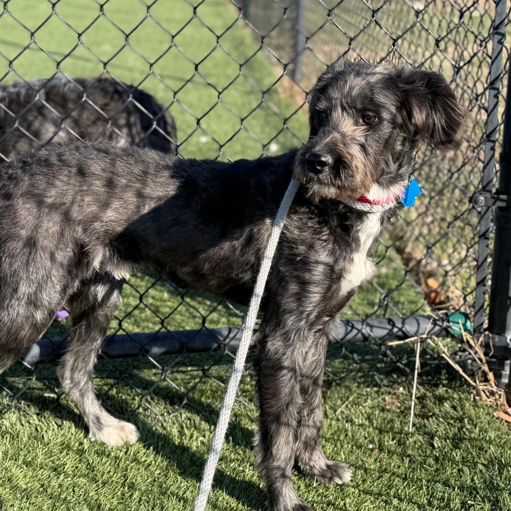 Sargent, Adoptable, Young Male Poodle.